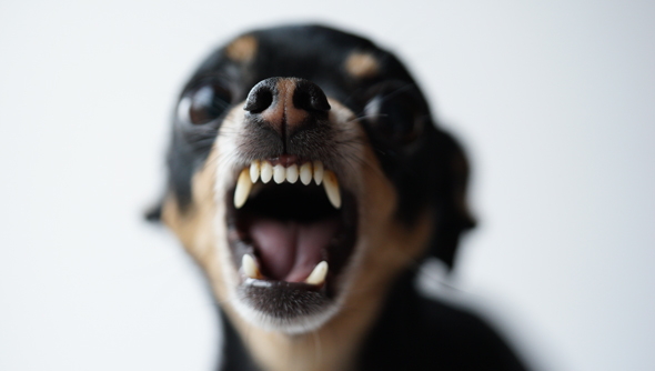 close-up angry little black dog of toy terrier breed