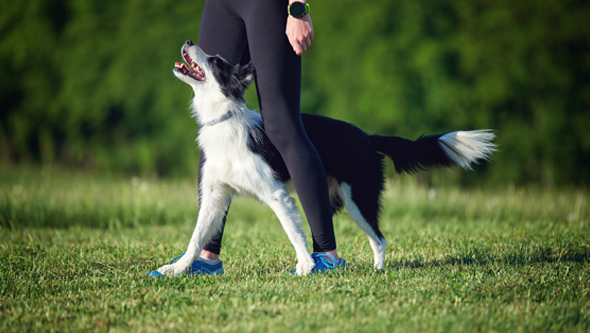 border Collie and its owner during training outdoors, dog training school