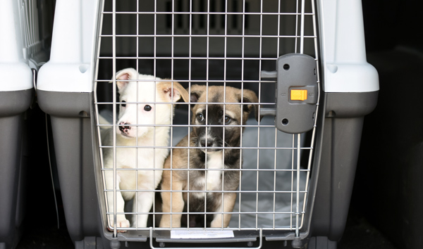 puppies in a container for transporting animals