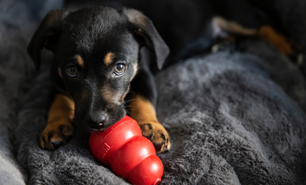 popular Kong ball dog toy, black puppy chewing