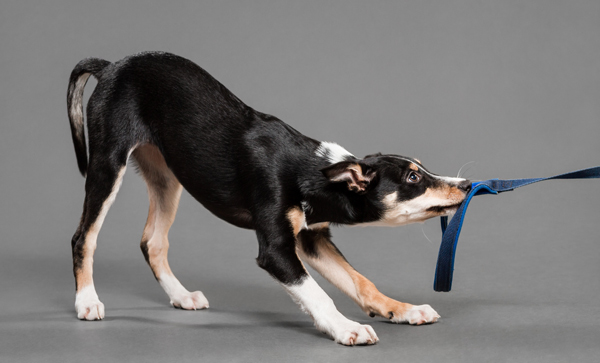 cute border collie puppy dog playing tug of war