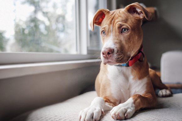 young staffordshire terrier puppy with collar looking out of window