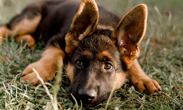 german shepherd puppy laying on lawn