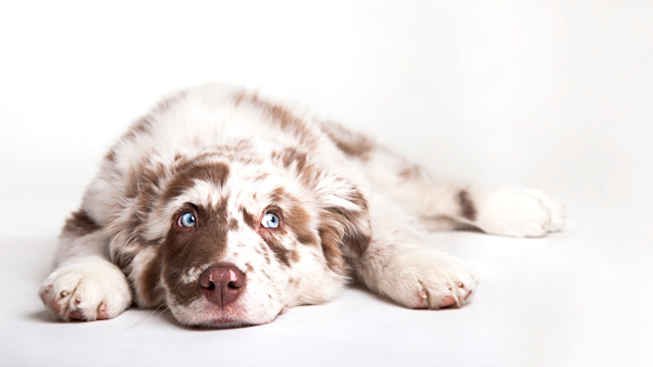 Australian Shepherd puppy lying down