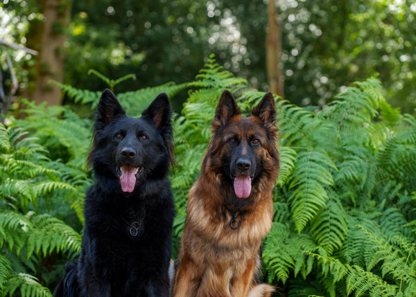 two German Shepherds sitting patiently in forest