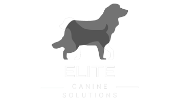 Elite Canine Solutions Dog Behaviourist Portsmouth United Kingdom